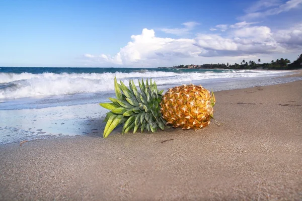 Pineapple on coastline