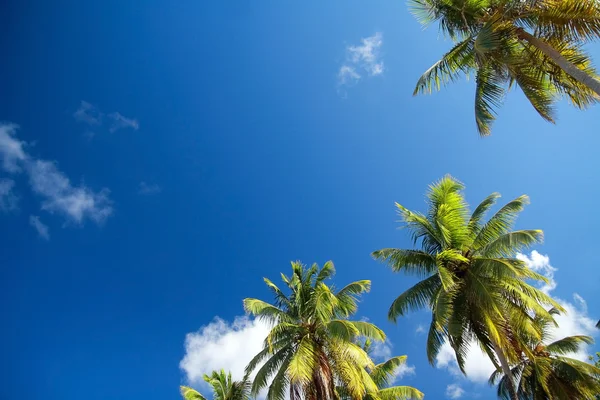 Green palms leaf on blue sky