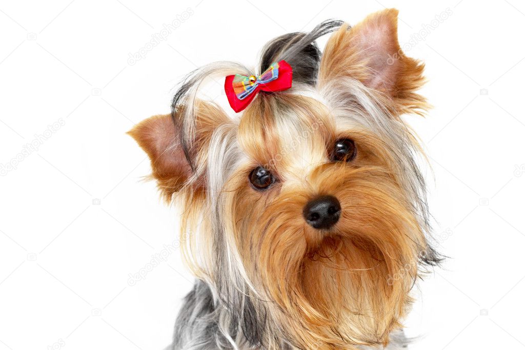 Get names for yorkshire terriers
