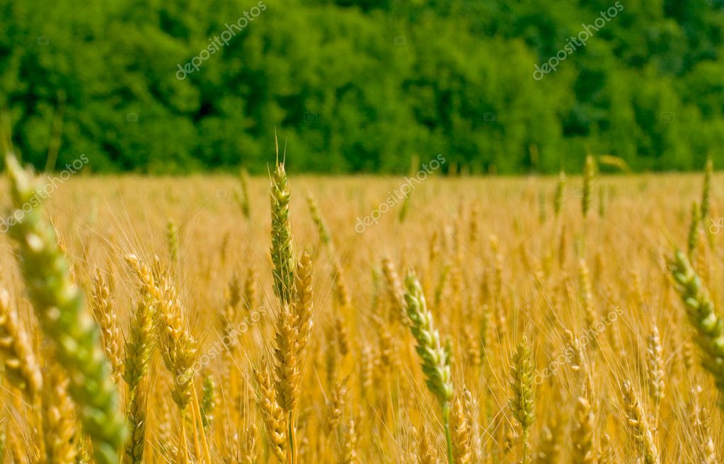 Field Of Wheat