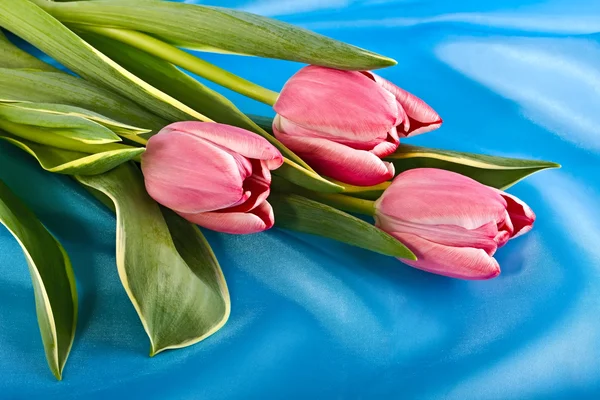 Stock Photo: Bouquet of bright tulips