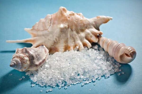 Three sea shells with dead sea salt