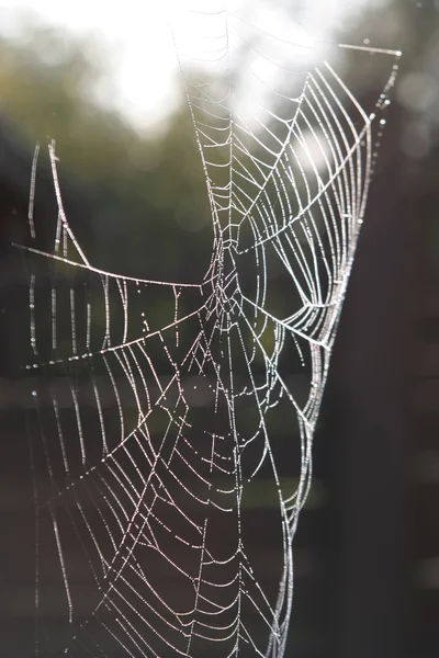 Morning dew on spider web beauty close-u