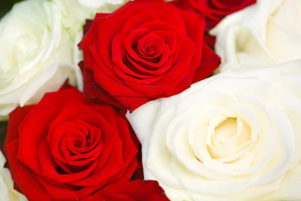 Red and white roses background