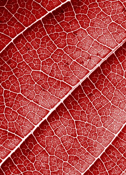 Red leaf background