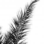Palm Branch Outline
