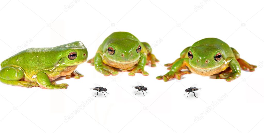 frogs and flies