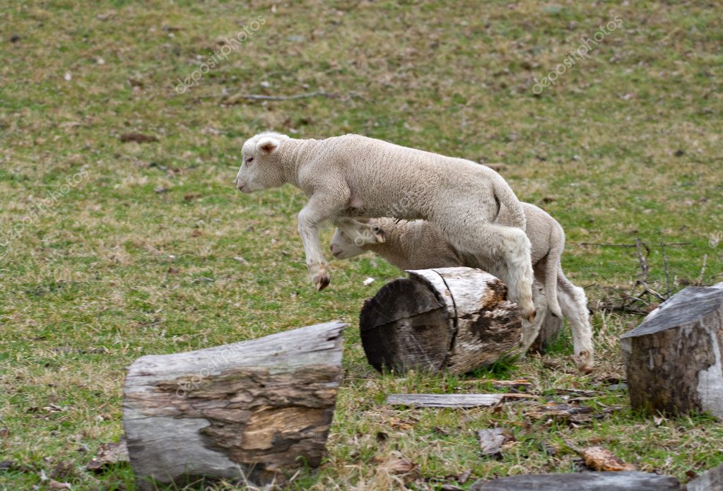 Lambs Jumping