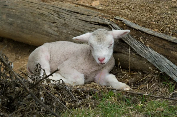 Young Lamb