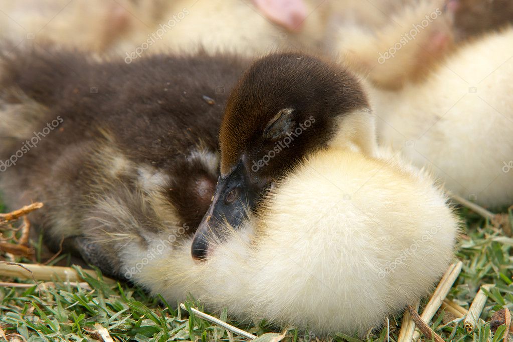 sleeping duckling