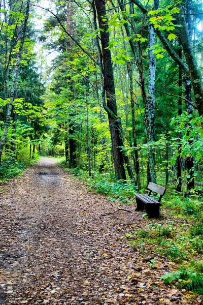 Bench at forest