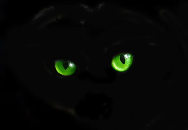 Cat eyes in dark
