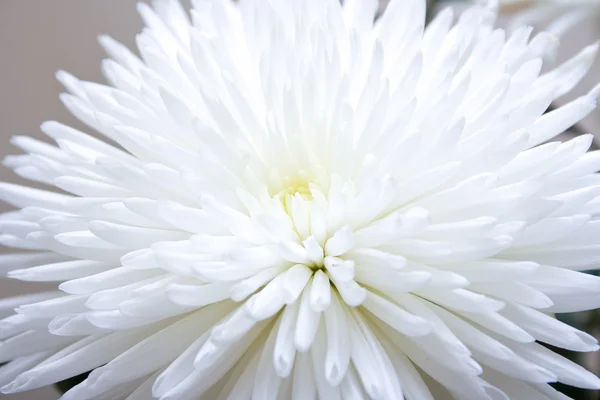White flower — Stock Photo #1436310