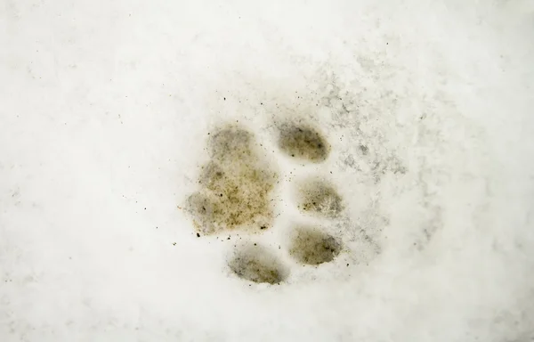 The stamp of cat`s paw on the snow. — Stock Photo #1414942