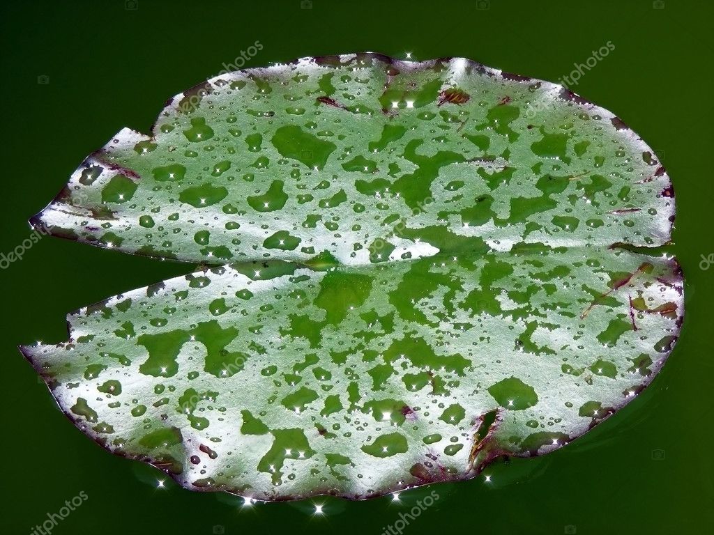 Waterlily Leaf