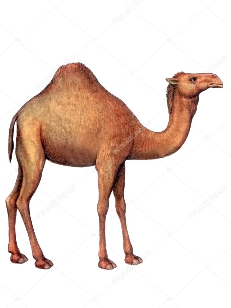 Camel Animal