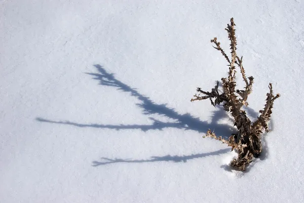 Withered thistle with shadow at snow — Stock Photo #1174195