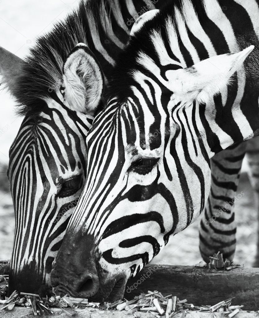 Two Zebras