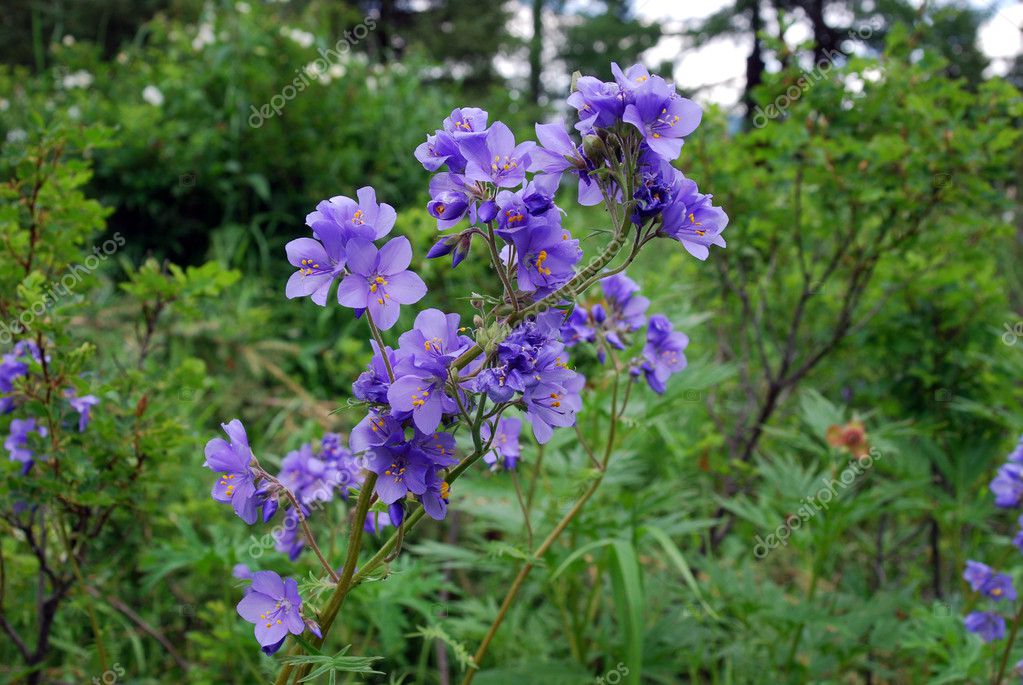 Greek Valerian