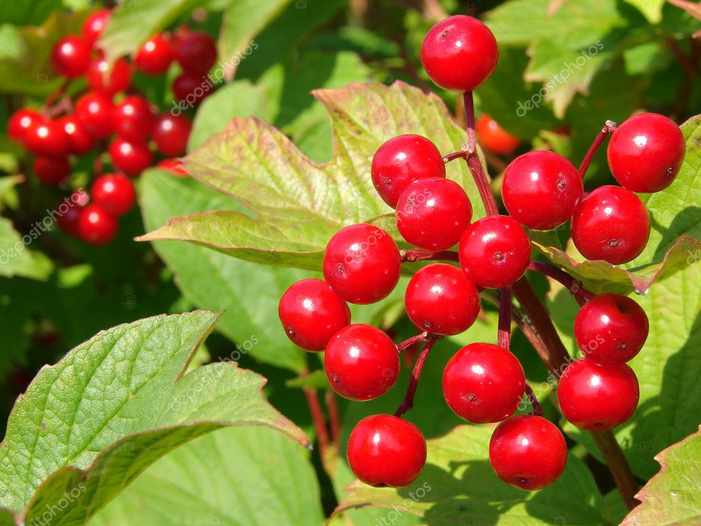 viburnum chat Get the latest sales tax rates for viburnum missouri and surrounding areas rates are updated monthly sales tax rates provided by avalara. viburnum chat Get the latest sales tax rates for viburnum missouri and surrounding areas rates are updated monthly sales tax rates provided by avalara.