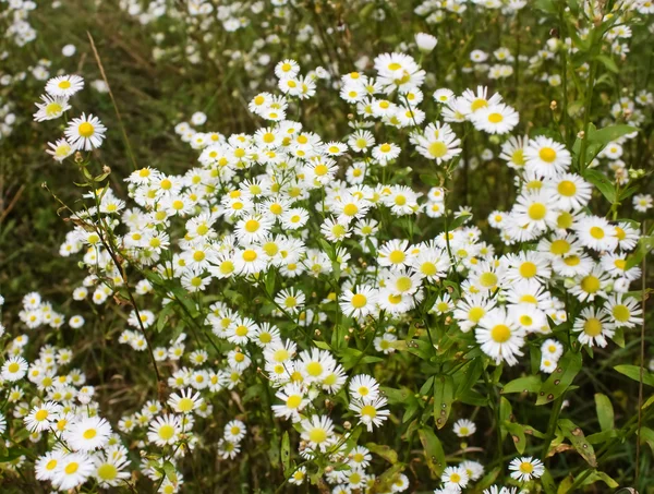 Daisies+background