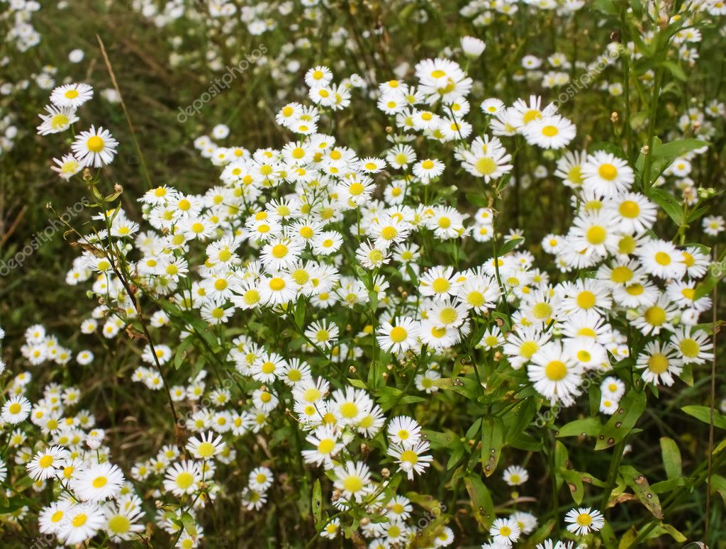 Daisies+background