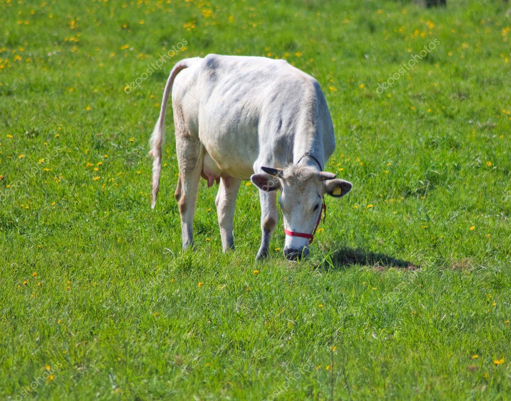 White Cow Pictures