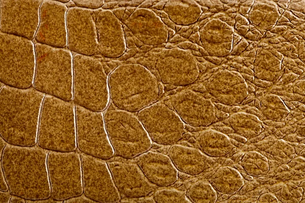Crocodile skin texture