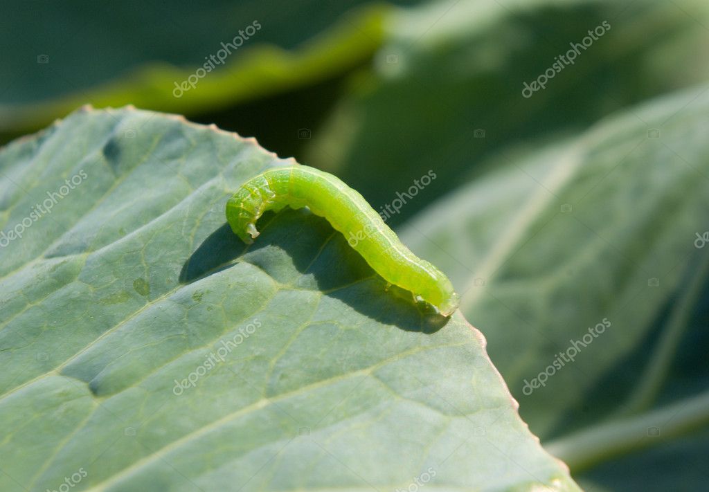 Caterpillar On Leaf