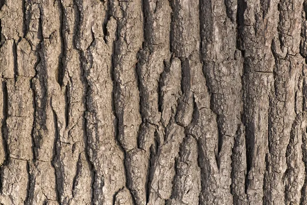 Oak tree bark - Stock Photo Stepan kildishev #1185946