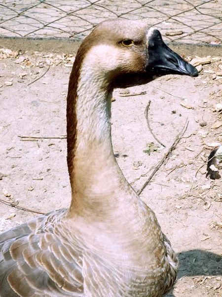 Grey Goose Symbol