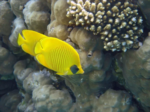 Masked Butterfly Fish always in pair