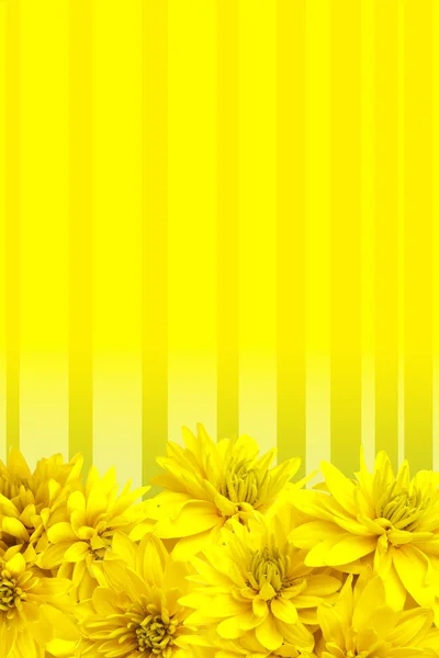 yellow flowers background. Stock Photo: Yellow flowers