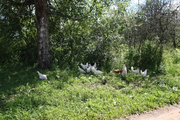 Hens on walk