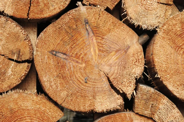 Forestry industry tree felling