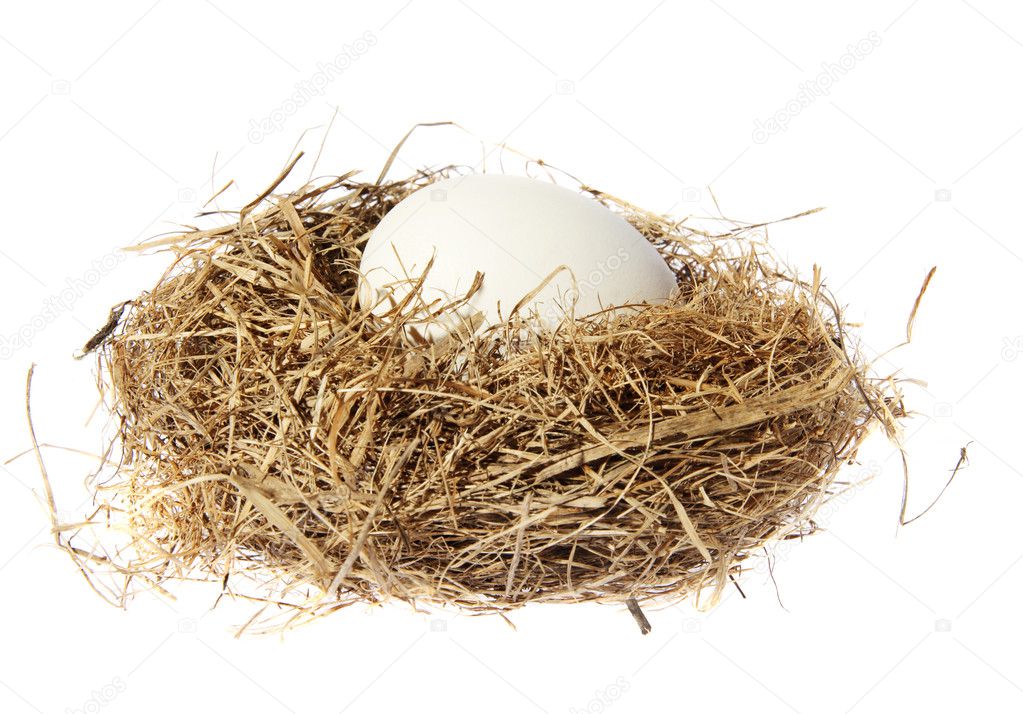 Bird Egg Nest