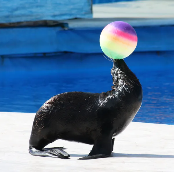 Seal Circus
