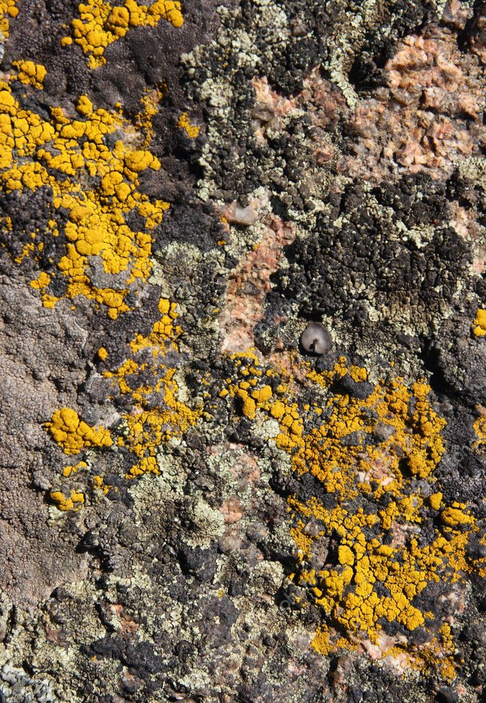 lichen moss