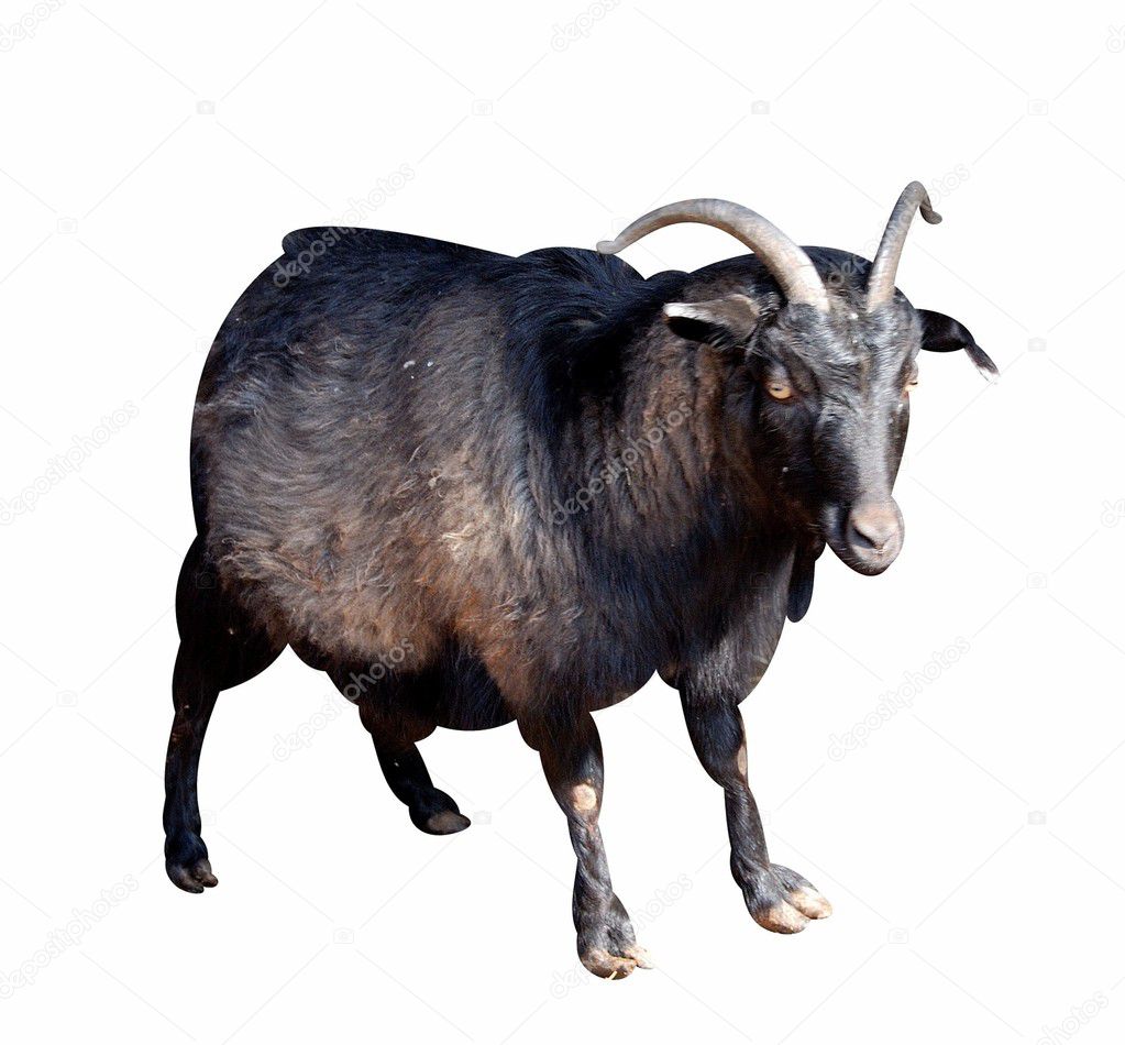 Goat Side View