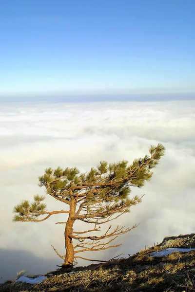 Pine above the clouds