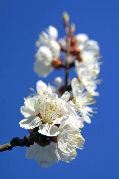 Close-up branch of cherry bloom