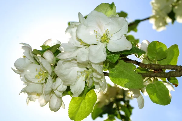 Branch of apple bloom in spring