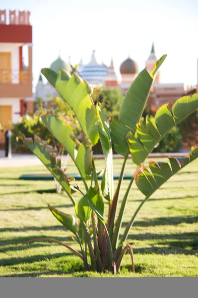 Banana Palm Tree