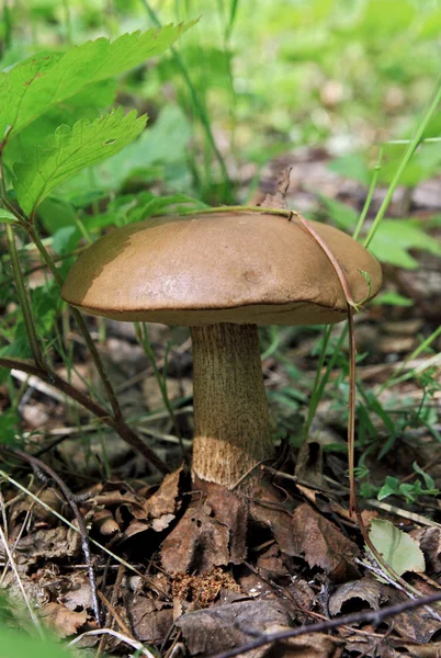 Birch mushroom