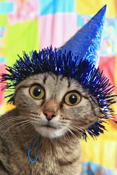 Thoughtful cat in a celebratory cap