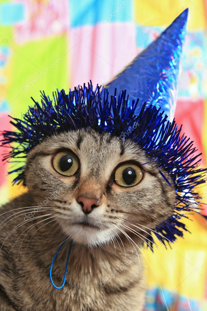 Cat ridicule par un chapeau de fête. une panique et la confusion \u2014 Image de krugloff