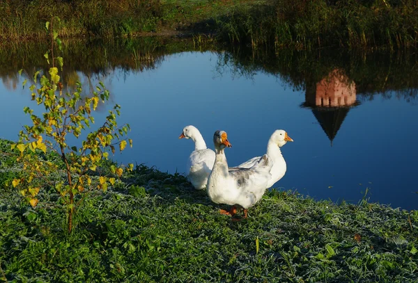 Three white geese on the river