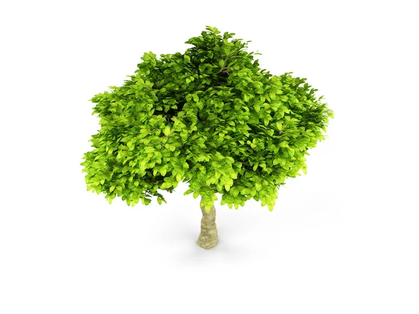 Lone green tree isolated on white by fckncg Stock Photo Editorial Use Only