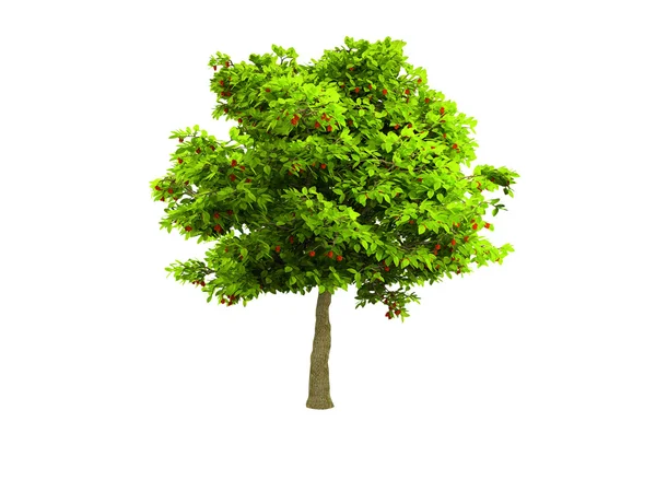 Lone green tree isolated on white by fckncg Stock Photo Editorial Use Only