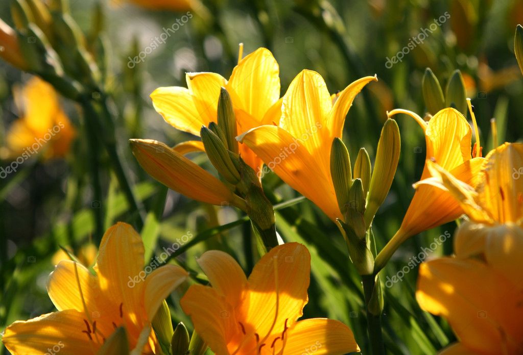 depositphotos_1233789-stock-photo-beauti